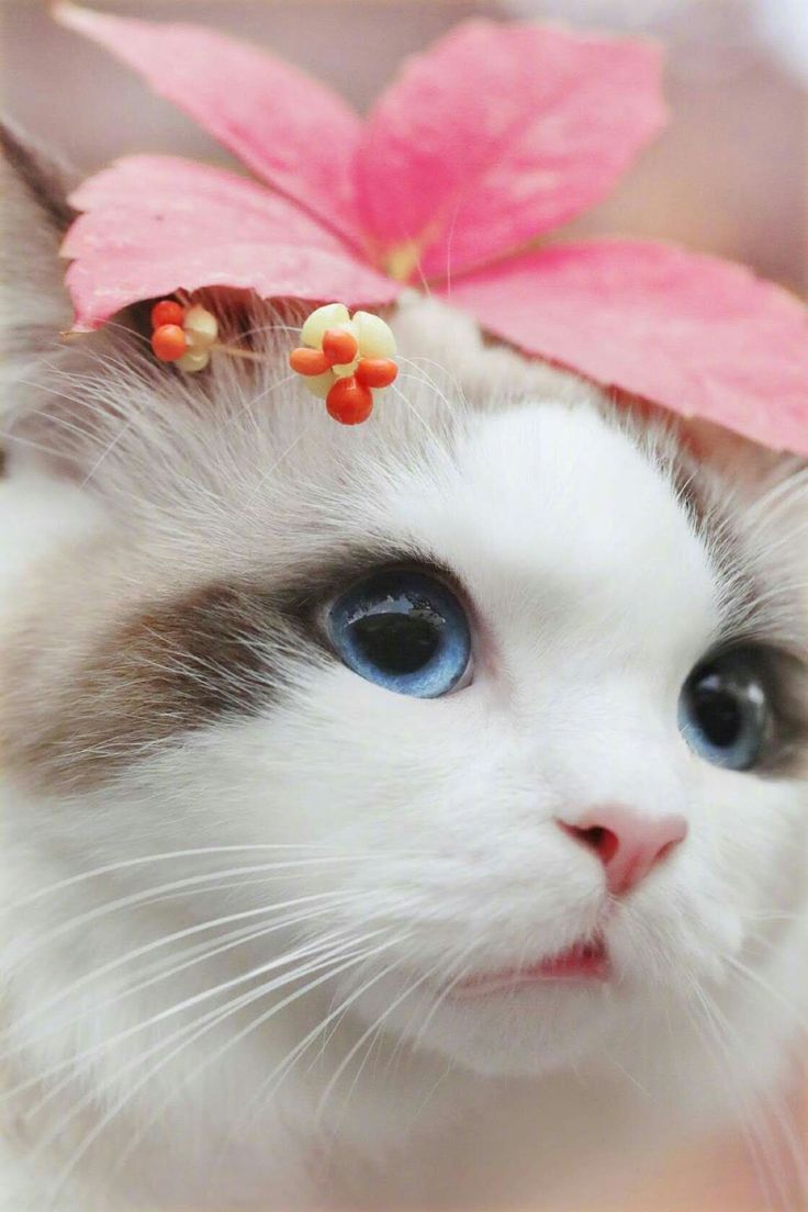 Случайная кошка