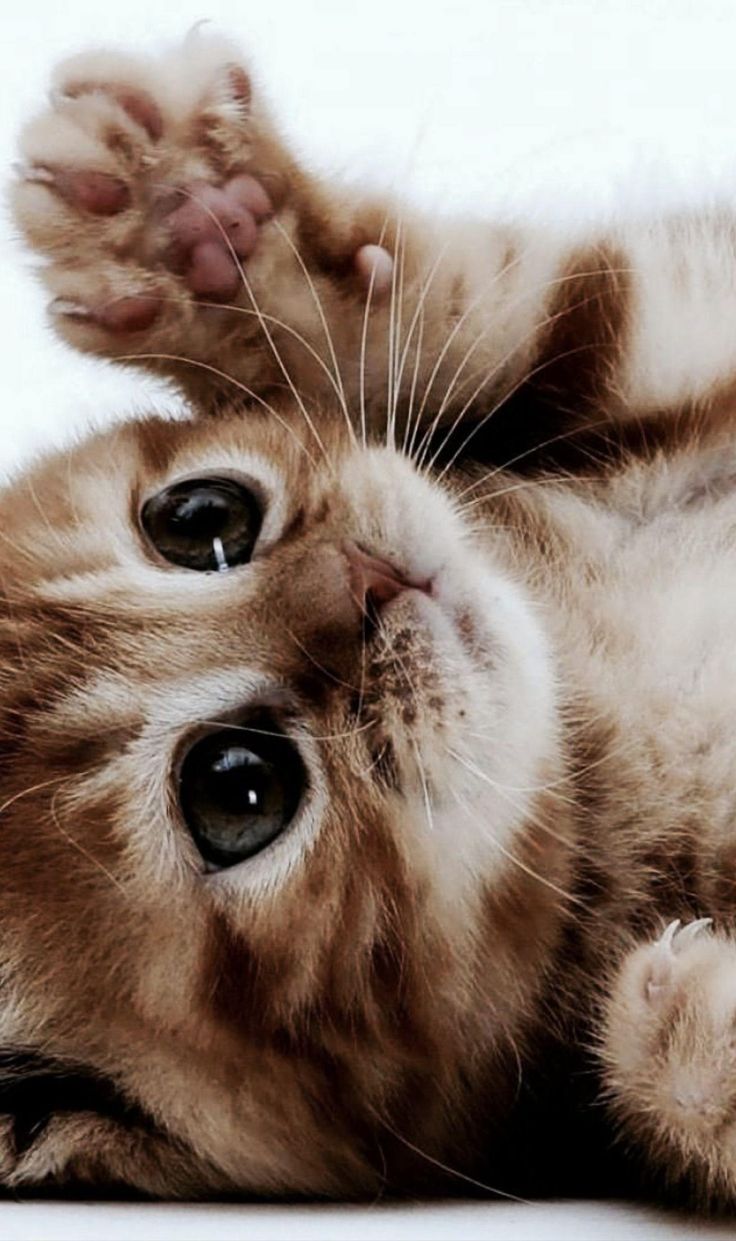 Случайная кошка